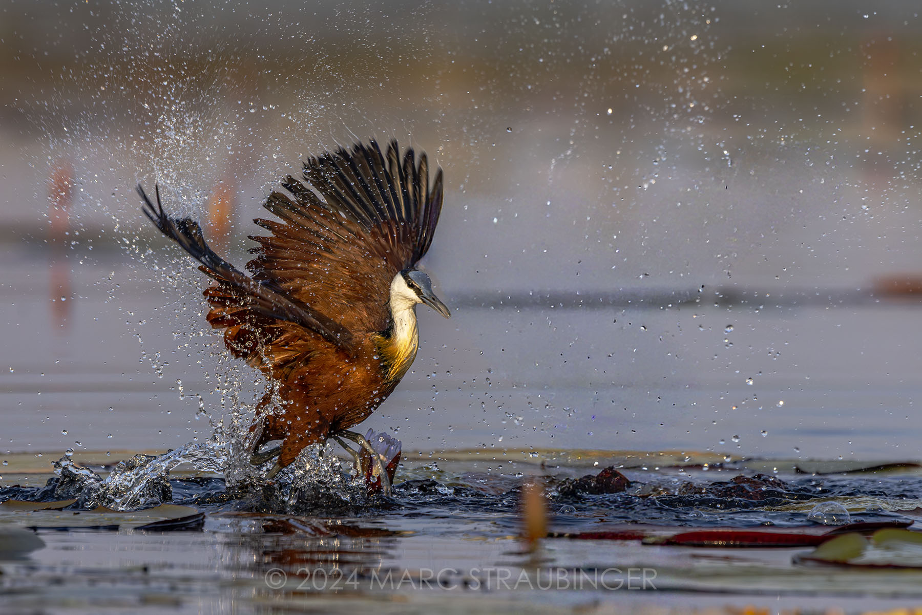 Bird gallery preview