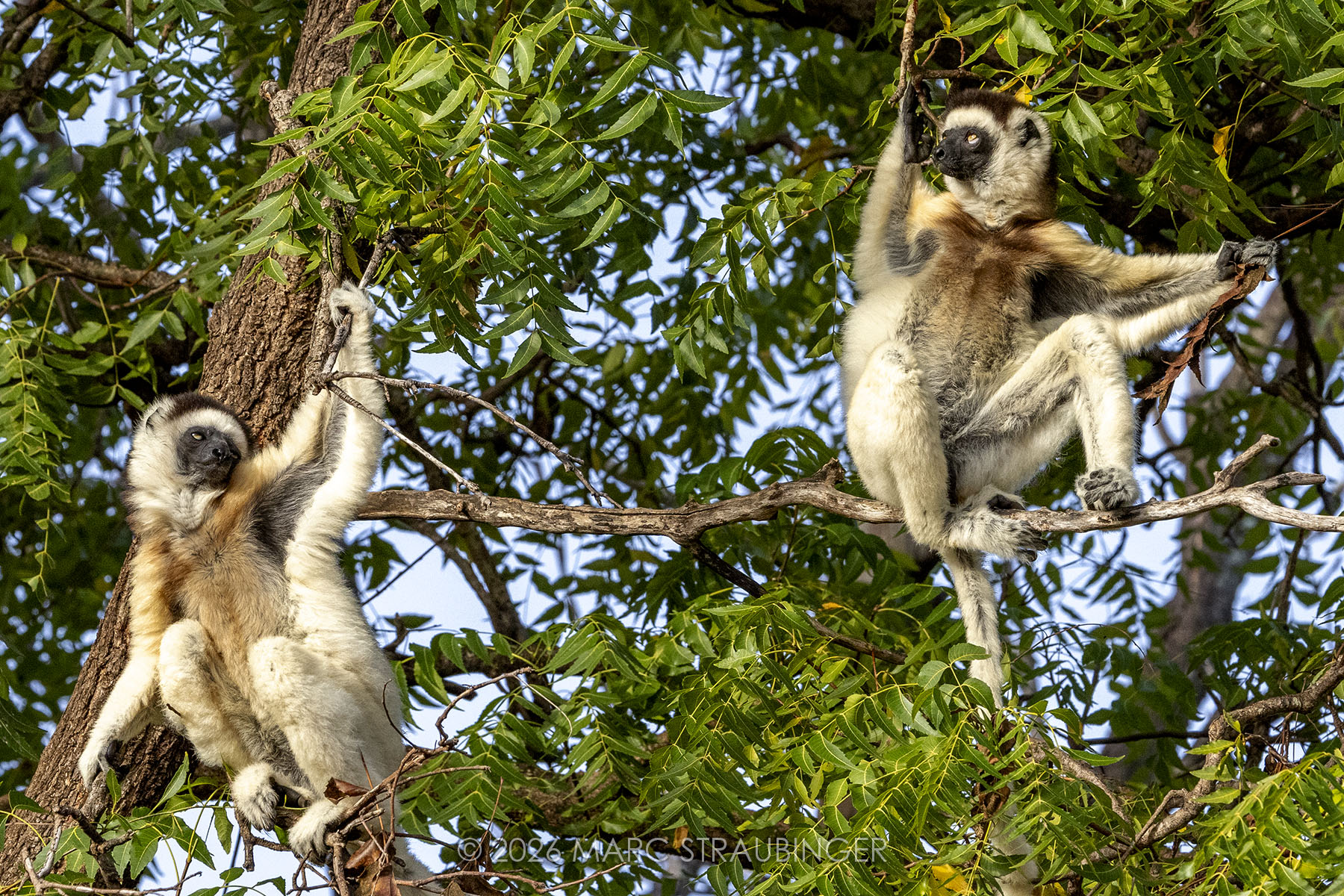 Sifaka leaping through the forest at Kirindy Forest Reserve in Madagascar