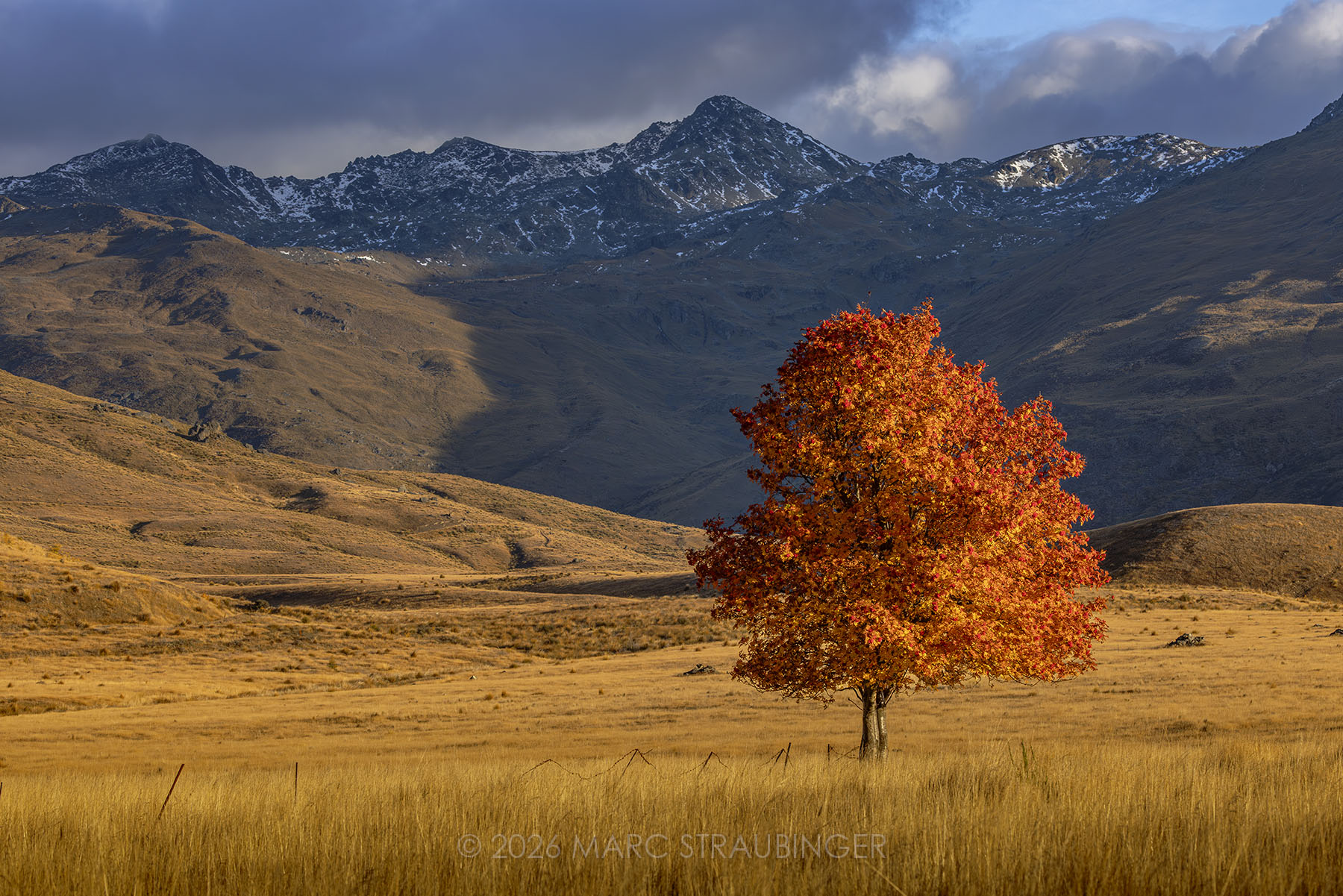 Rowenberry tree in Nevis Valley, South Island, New Zealand