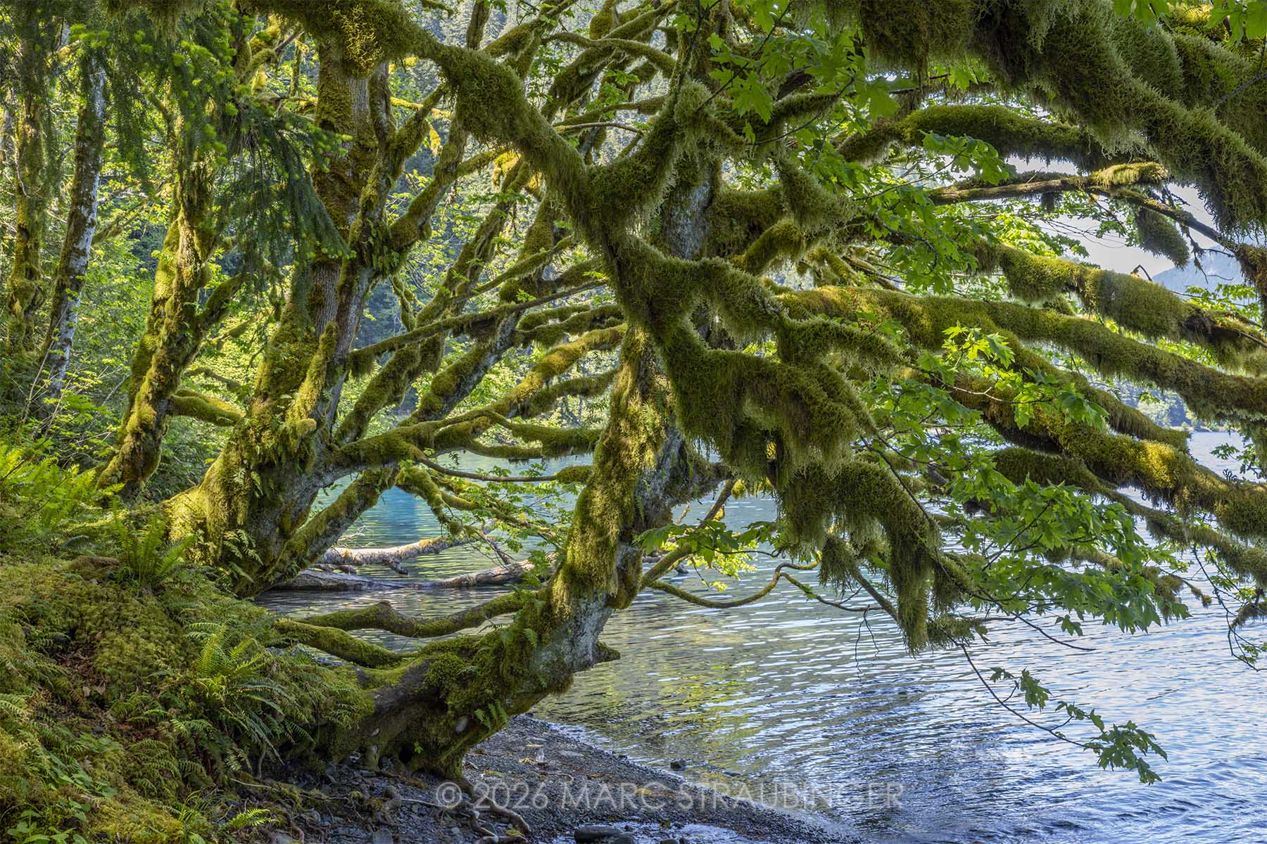 Moss-covered maple branches over Lake Crescent in Washington