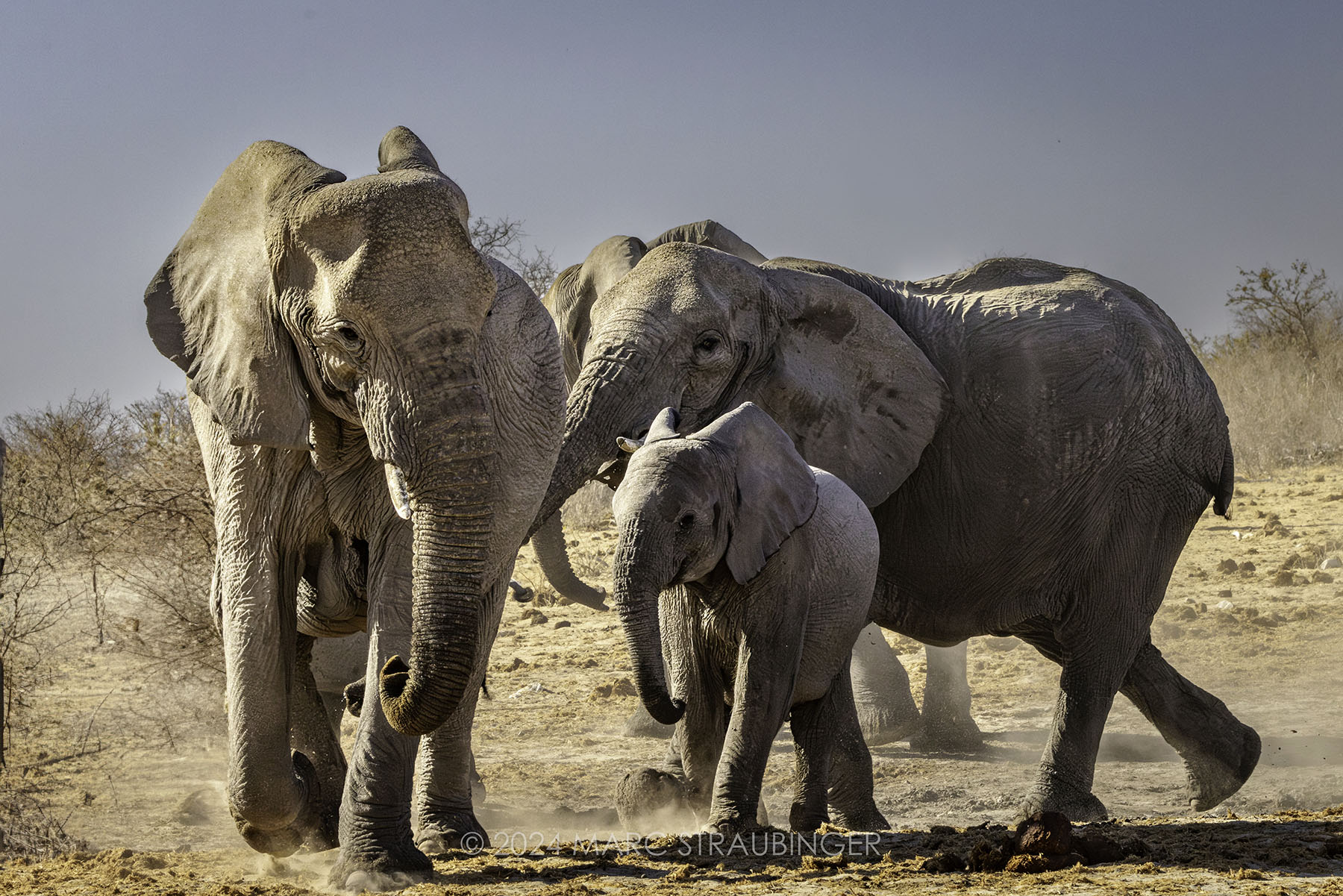 Ghost elephants in Etosha Pan
